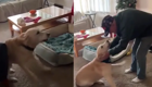 «Он здесь!»: на видео попала бесценная реакция пса на появление старого друга