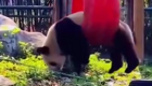 Шкодливые и неуклюжие панды