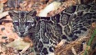 Редкие кадры: фотоловушка сняла семью борнейских дымчатых леопардов