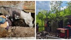 В Приморье спасли лошадь, провалившуюся в погреб