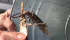 Коридалида — крупнейшее летающее насекомое
