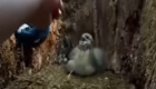На видео со спасением птиц наложили крики