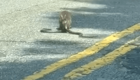 В США кролик напал на змею посреди дороги