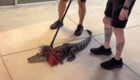 В США полицейские прогнали аллигатора при помощи швабры