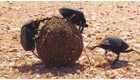 Забавная битва навозных жуков