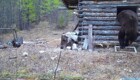 Упитанный медведь залез в домик инспектора национального парка