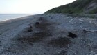 Десятки диких медведей отдыхают на российском пляже