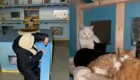 Кошачий мотель: девушка построила домик для котиков, которым негде зимовать