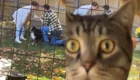 Кот влез в кадр во время съемки романтичного видео