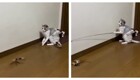 Кошка сама&nbsp;себя развлекает