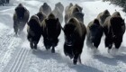 Стадо бизонов едва не затоптало туристов в Йеллоустоуне