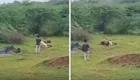 Турист пытался прервать трапезу льва: впоследствии мужчина пожалел об этом