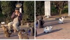 В Стамбуле прошел концерт для кошек