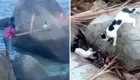 Неравнодушный мужчина спас котика из ловушки, но малого ждал "разбор полетов"