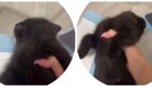 Котёнок освоил актёрское мастерство: притворяется мёртвым, чтобы избежать наказания