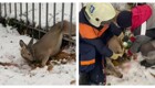 Спасатели пришли на помощь косуле
