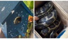 Австралия в своём стиле: скворечник захватила змея