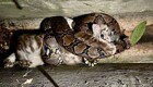 Мужчина спас кошку, которую схватила змея