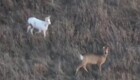 Почти белоснежная косуля замечена в Новосибирской области