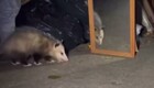 Реакция опоссума на своё отражение в зеркале