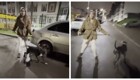В Питере женщина спустила собаку на мужчину, сделавшего ей замечание