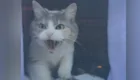 Принял за чужака: кот не узнал хозяйку
