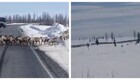 Стадо оленей перекрыло дорогу на Камчатке