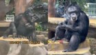 В китайском зоопарке шимпанзе наказали за курение