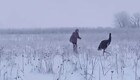 Страуса, сбежавшего в&nbsp;заснеженные поля Ленобласти, ловили 7&nbsp;часов
