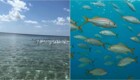 На Мальдивах российскую туристку атаковал косяк рыб