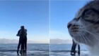 Бродячий кот добавил юмора в романтическое видео пары