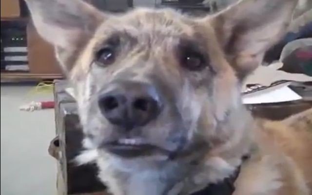 Подборка видео от 17.06.2014