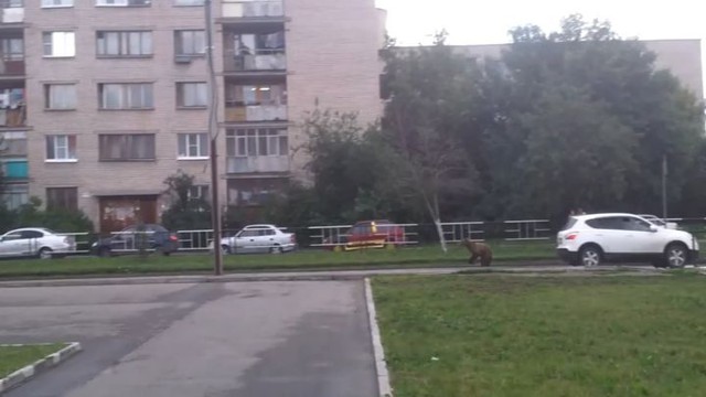 Сотрудники вологодского цирка гонялись за медведем по городу