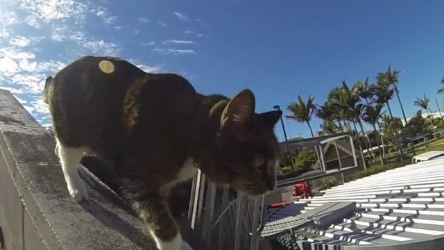 Приключения кота-паркурщика