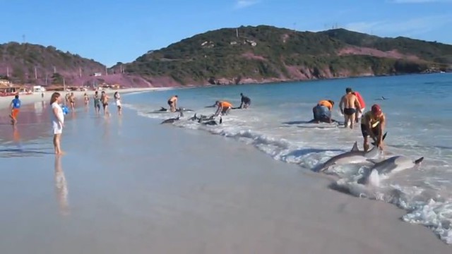 Спасение дельфинов