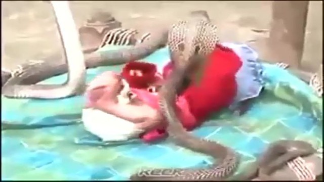 Кобры охраняют спящего малыша