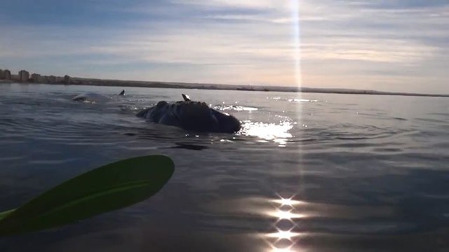 А вы когда-нибудь катались на ките?