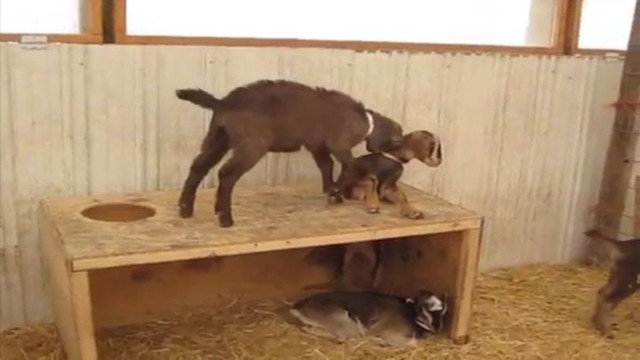 Коза пытается помочь застрявшей подруге