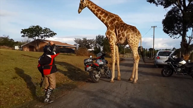 Похотливый жираф