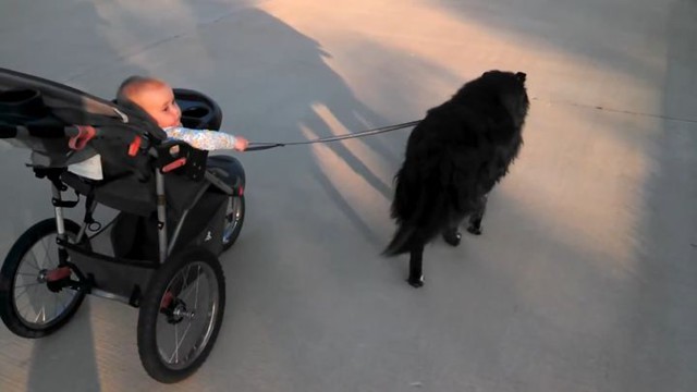 Собака везёт детскую коляску