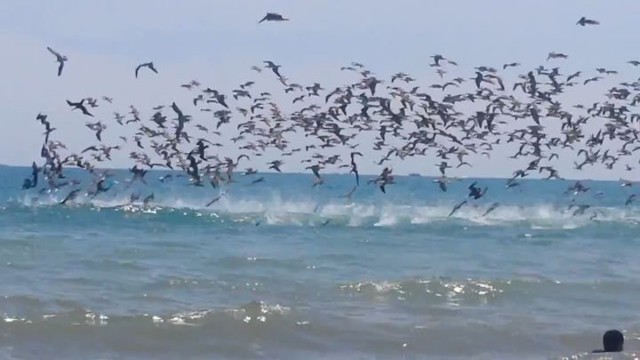 Безумная охота пеликанов на рыбу шокировала туристов