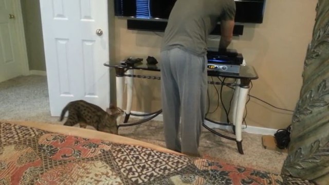 Жестокое нападение Саванны