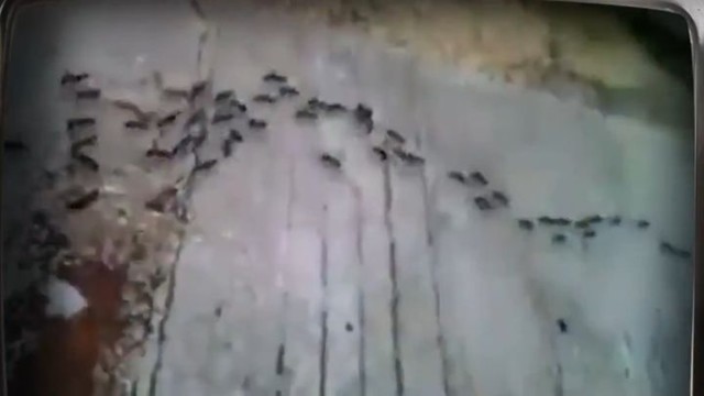 По-настоящему коллективная работа