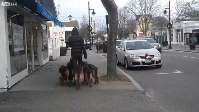 Вот что значит правильная дрессировка