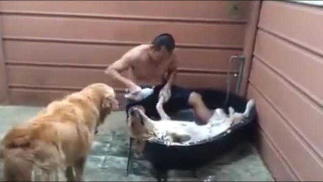 Собака - кайфовака