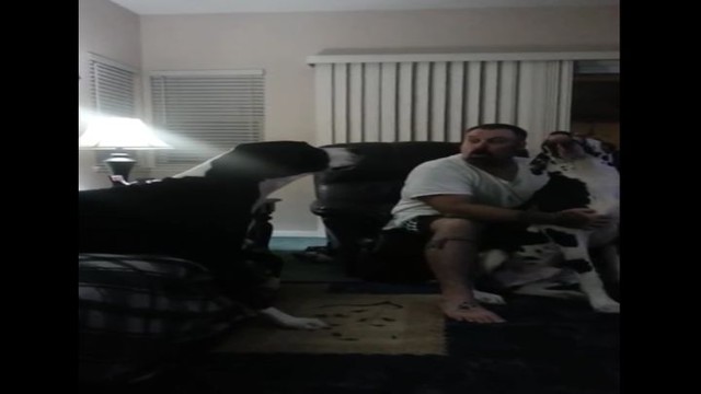 Собачья ревность