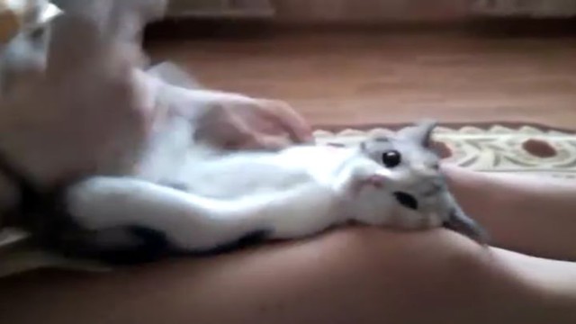 Как успокоить кота за 3 секунды