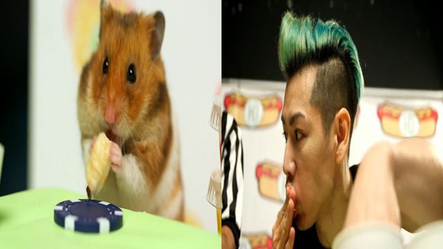 Хомяк против человека 