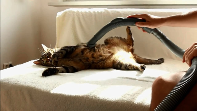 Кошка балдеет от пылесоса