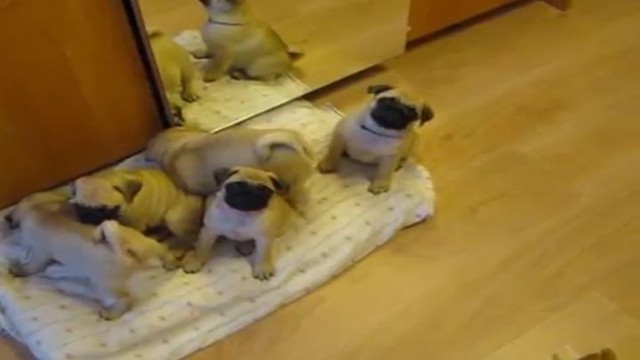 Доброе утро, мопсы!